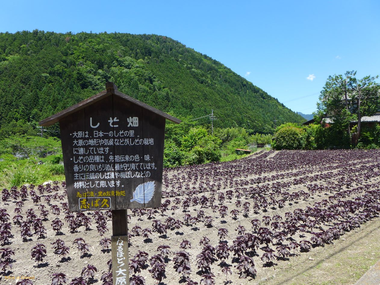 F Ohara le village 16 champs de shiso rouge 