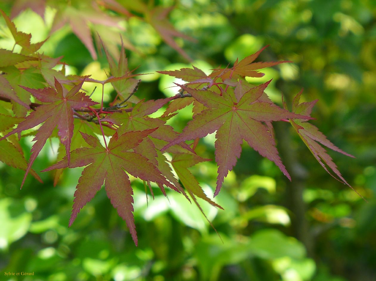 A Kyoto 13 chemin de la Philosophie Eikando Zenri Ji 