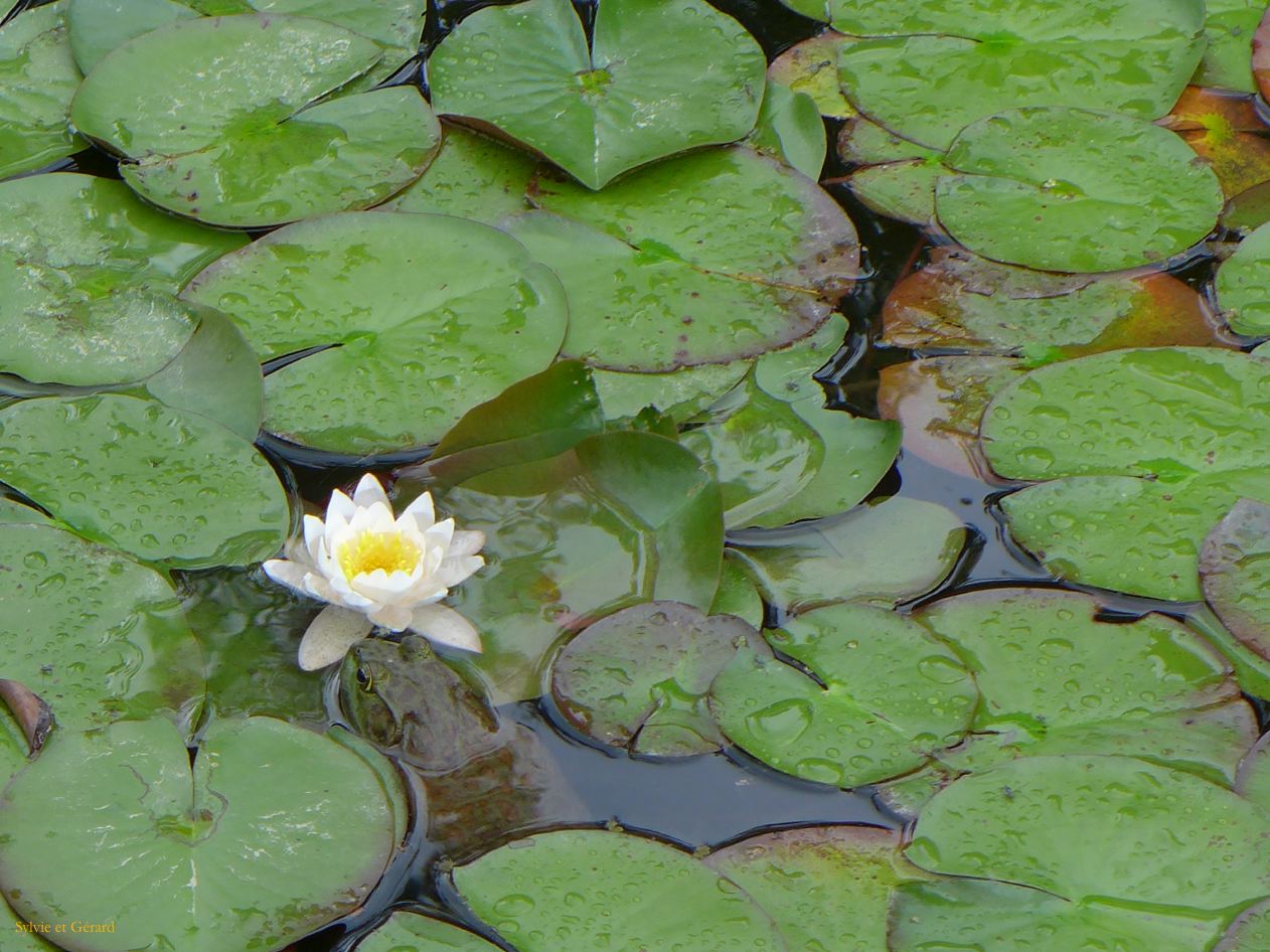 H Nara 21 Isuien garden 