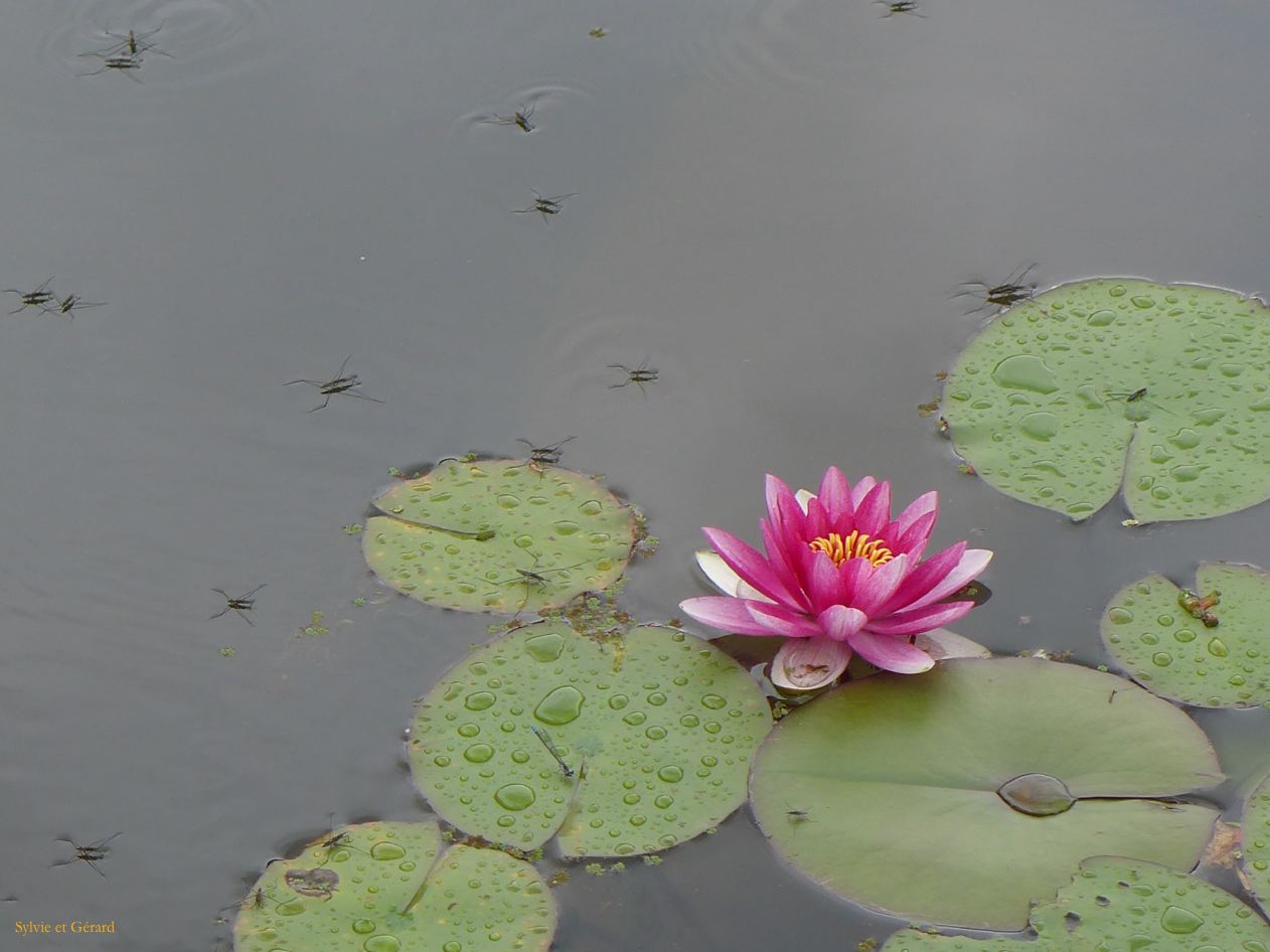 H Nara 22 Isuien garden 