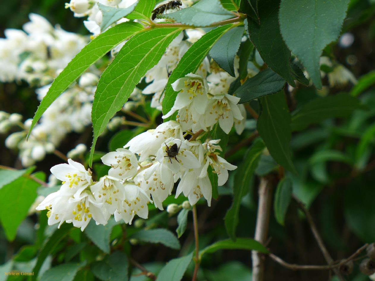 H Nara 30 Kasuga Taisha sanctuaire 