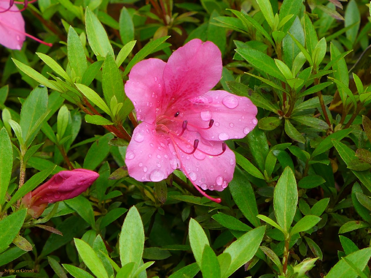 I Nara 6 Yoshikien garden