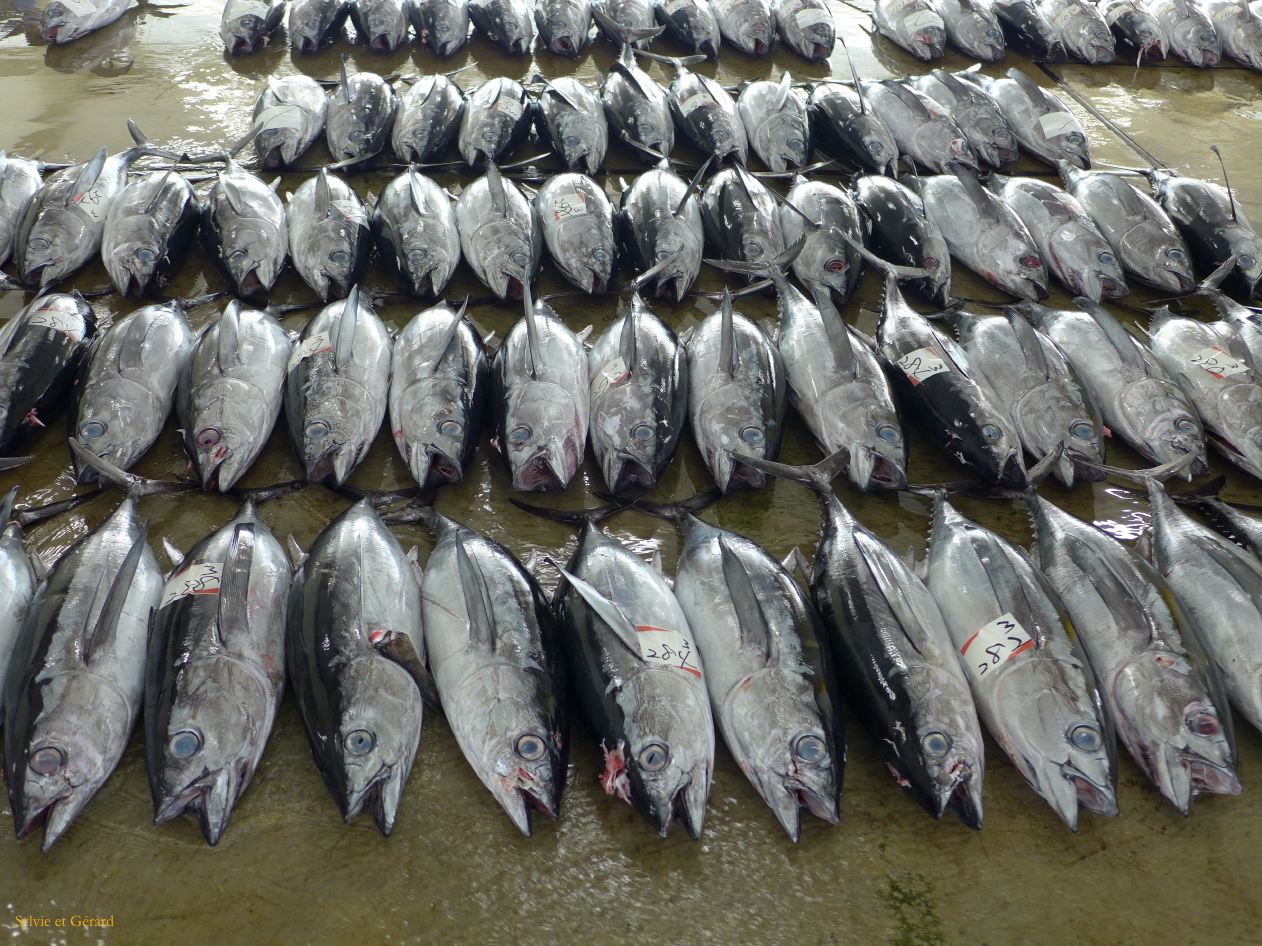 D Kii Katsuuara 4 criéé aux thons 