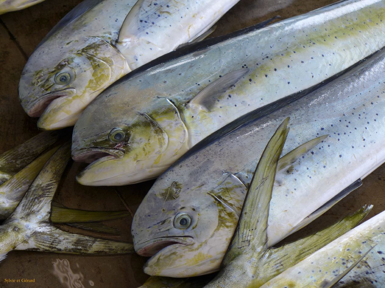 D Kii Katsuuara 5 criéé aux thons 