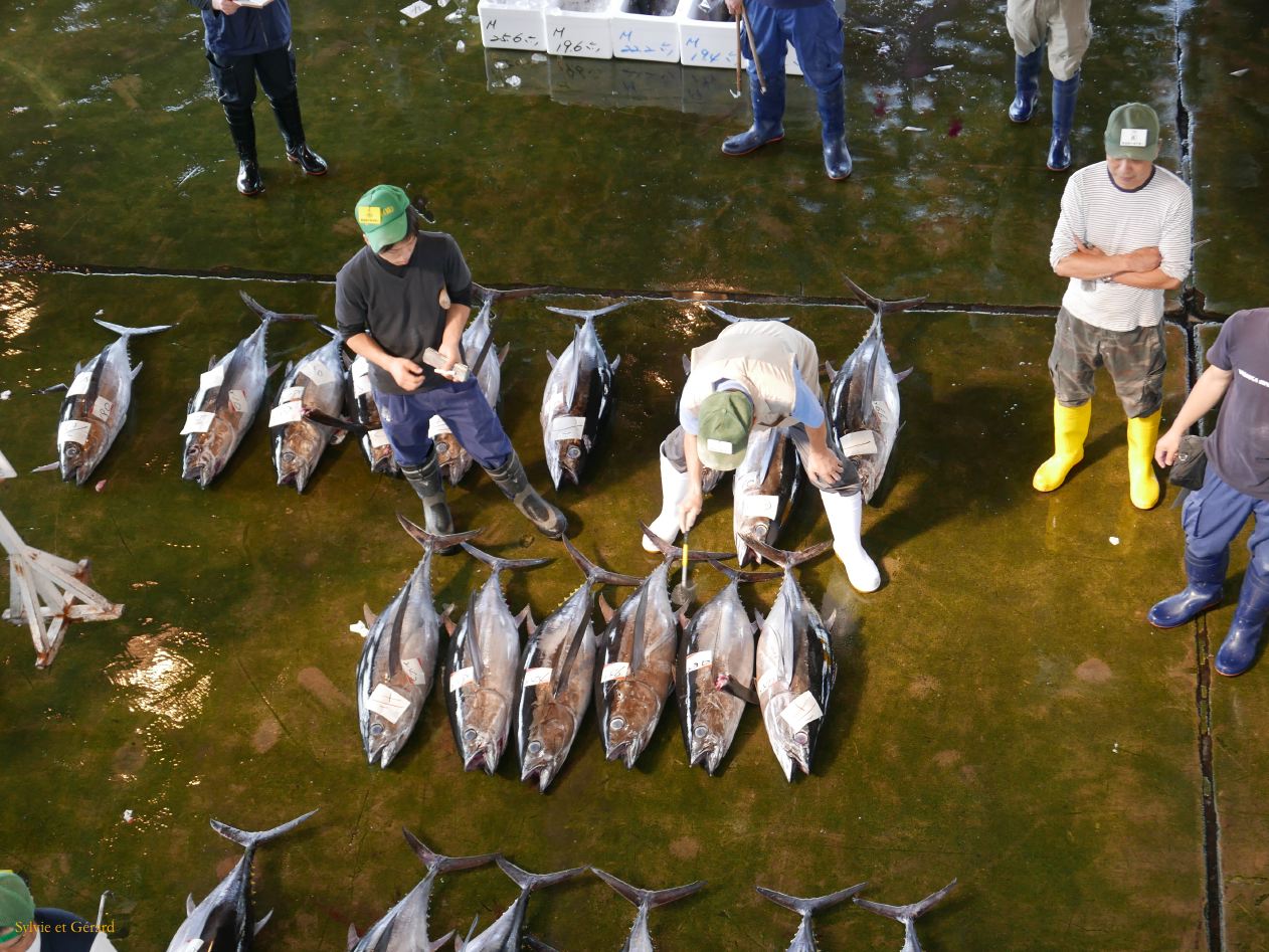 D Kii Katsuuara 8 criéé aux thons 