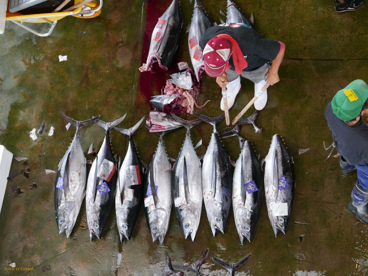 D Kii Katsuuara 9 criéé aux thons 