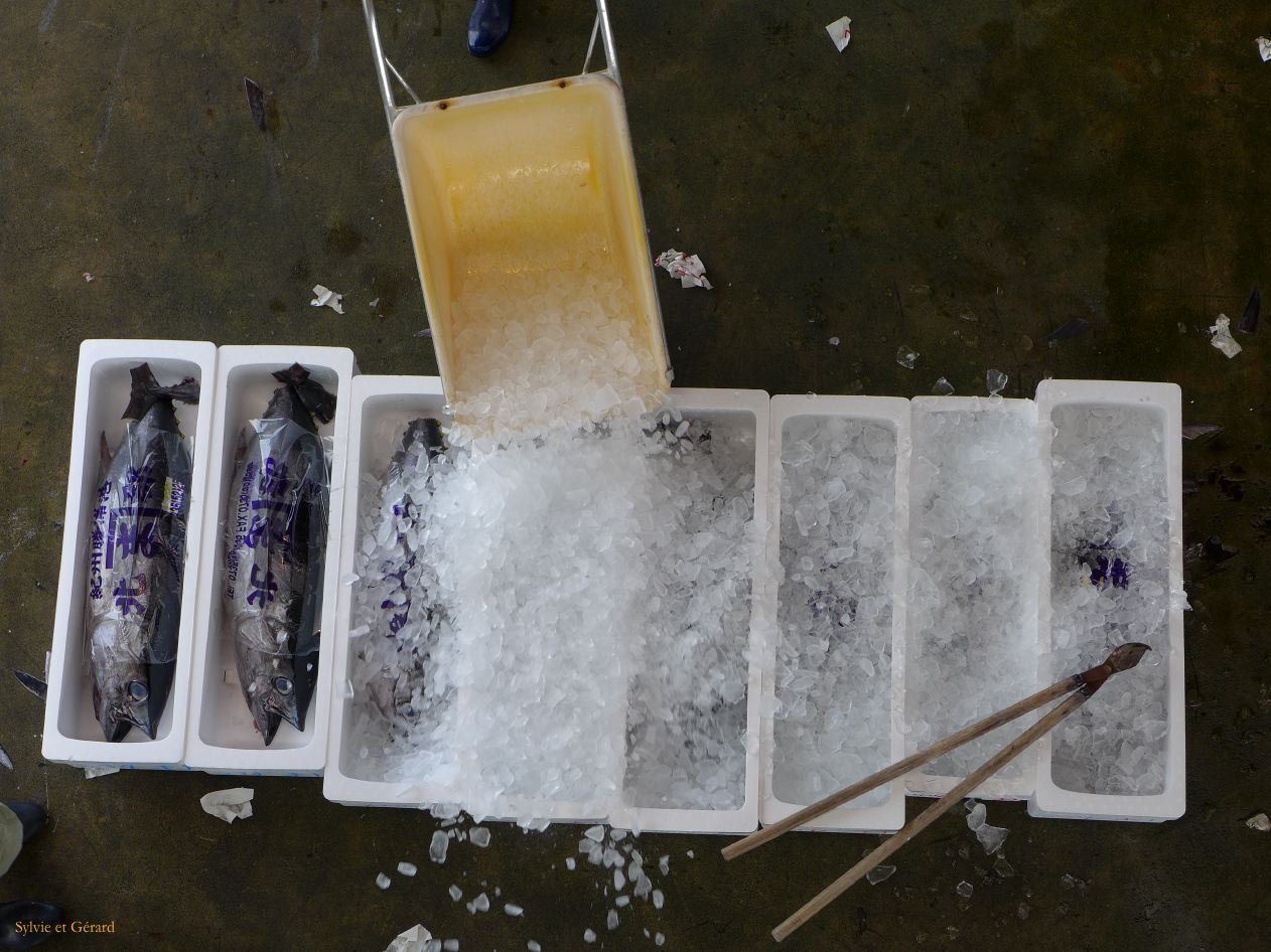 D Kii Katsuuara 11 criéé aux thons 