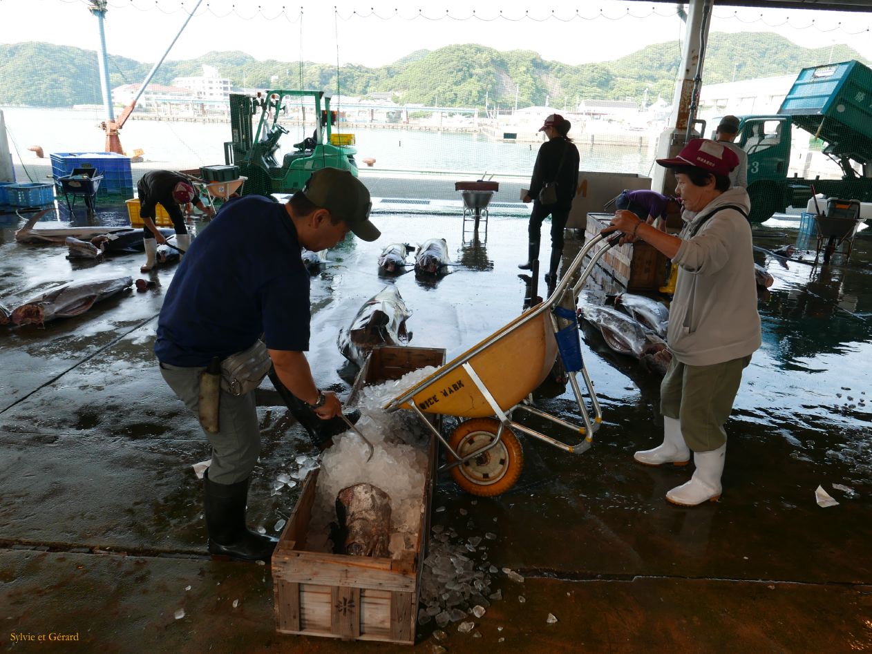 D Kii Katsuuara 13 criéé aux thons 