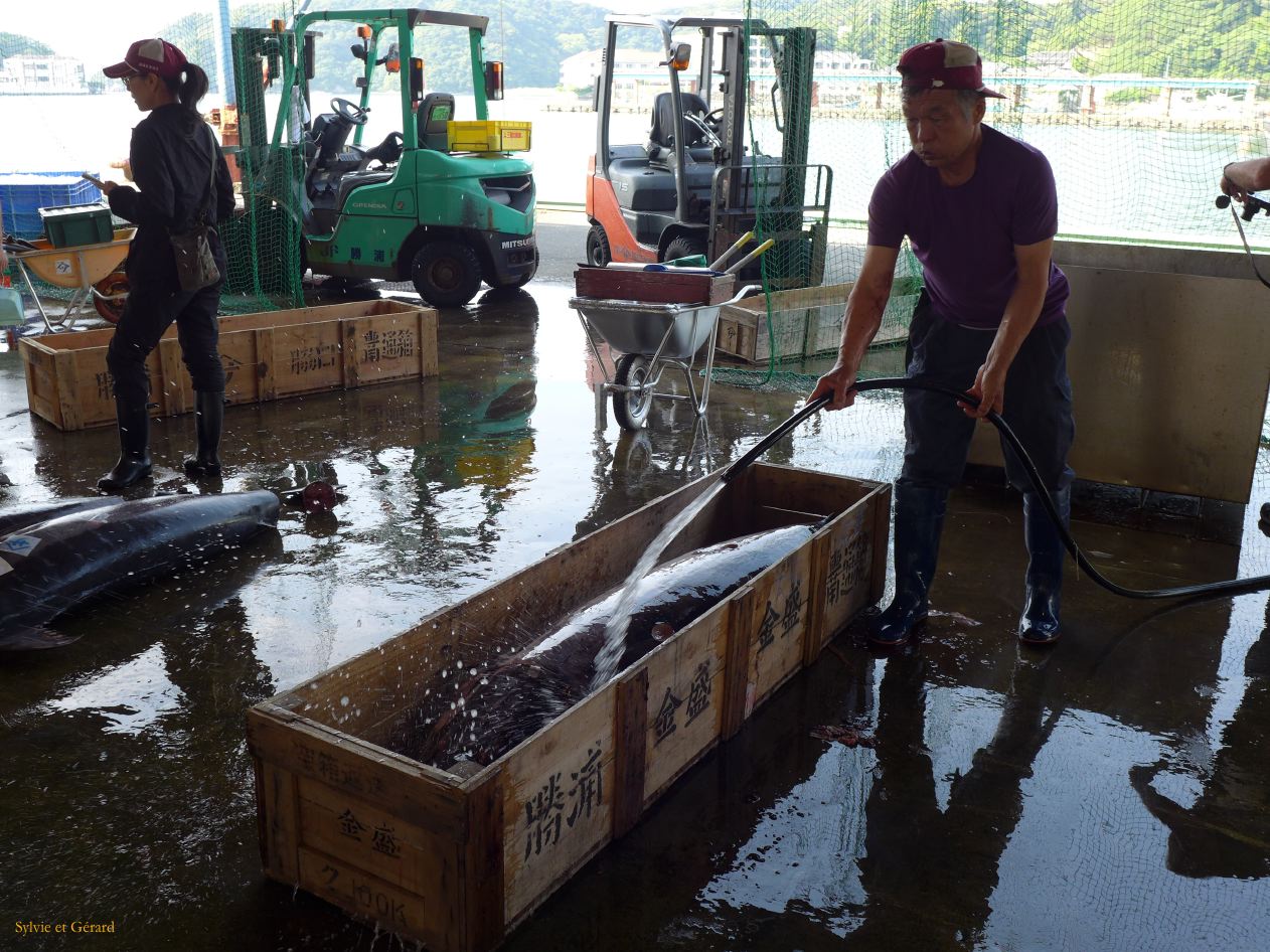 D Kii Katsuuara 14 criéé aux thons 