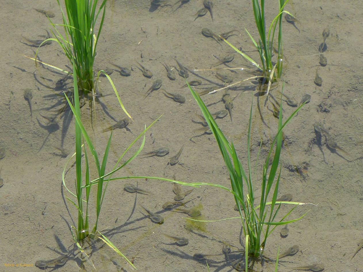 D Kumano Kodo  Hongu Taisha 2 