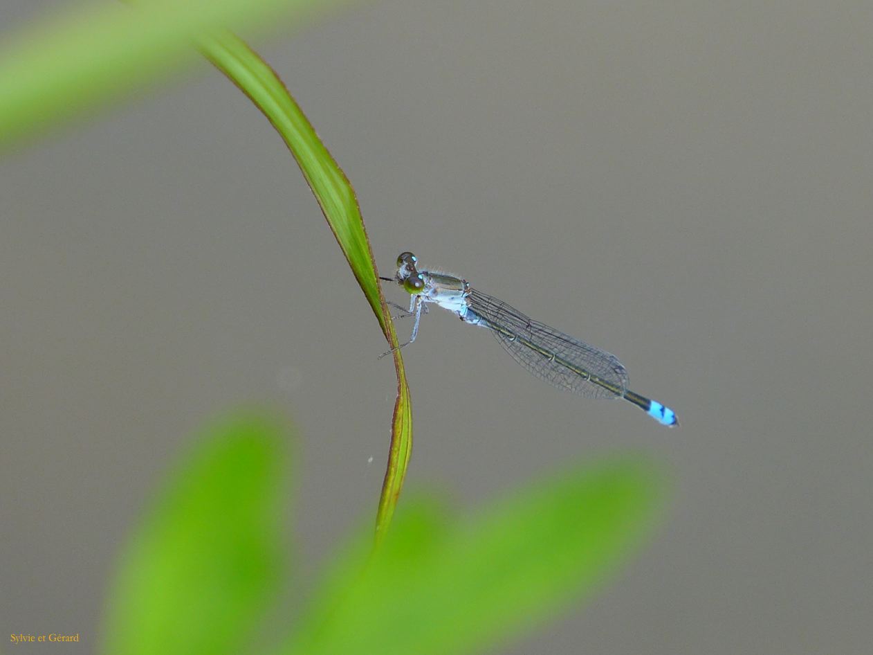 E Futaminoura le jardin d'iris 4 