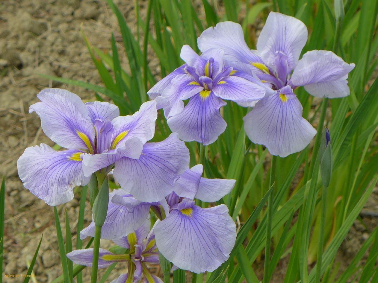 E Futaminoura le jardin d'iris 5 