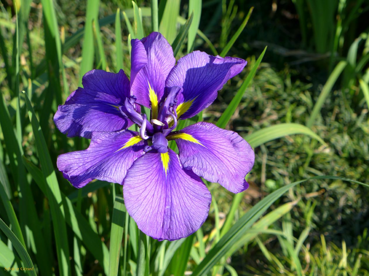 E Ise Shi  jardin aux iris 2 