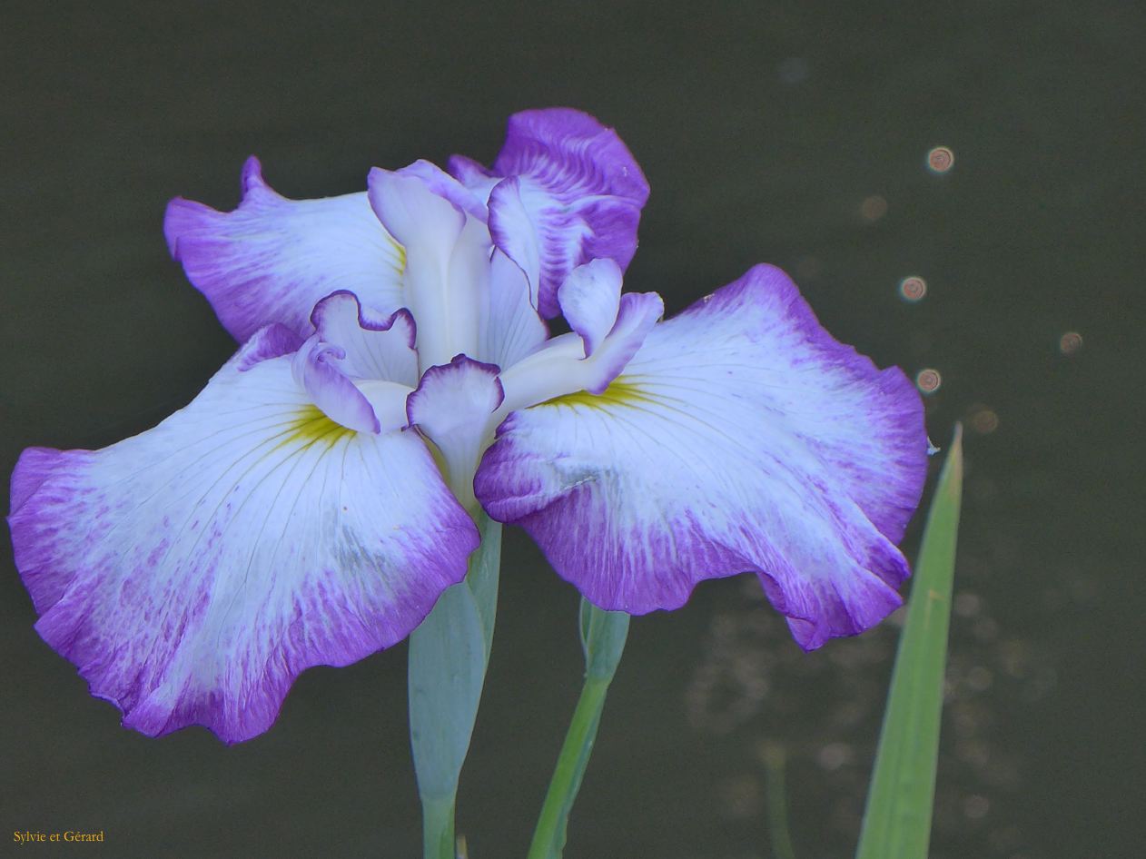 E Ise Shi  jardin aux iris 4 