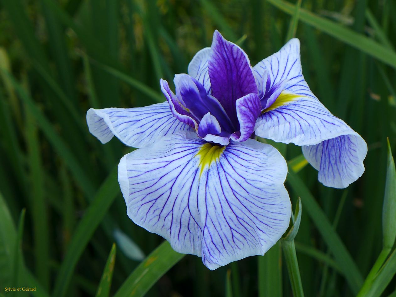 E Ise Shi  jardin aux iris 6 