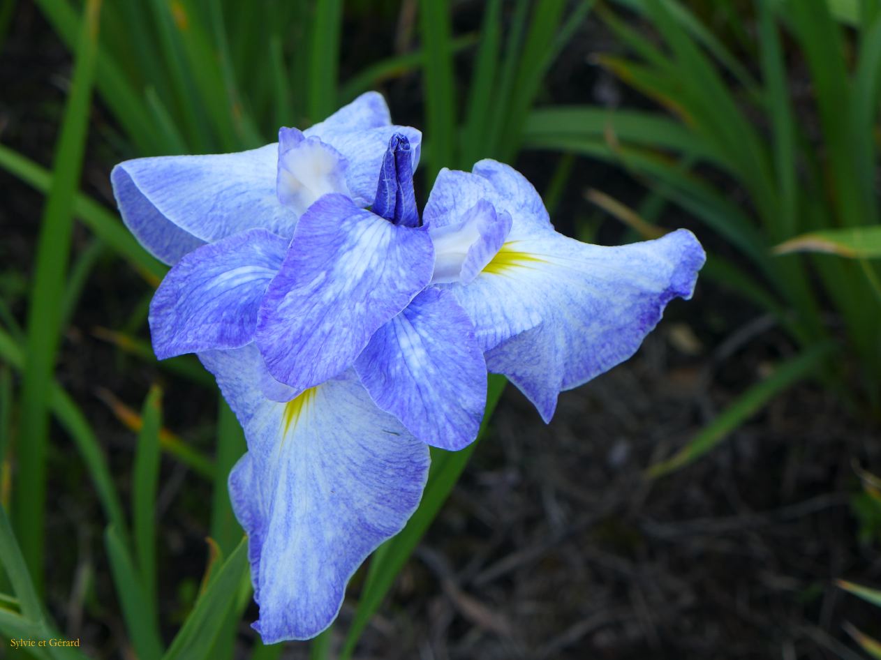 E Ise Shi  jardin aux iris 7 