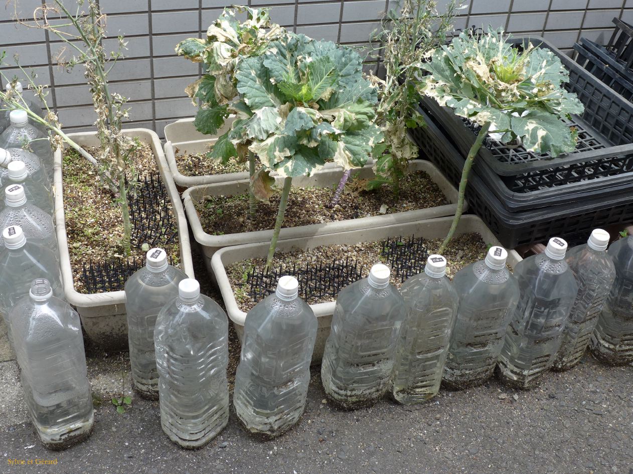 F Osaka Doguya Suji 1 plantation de choux