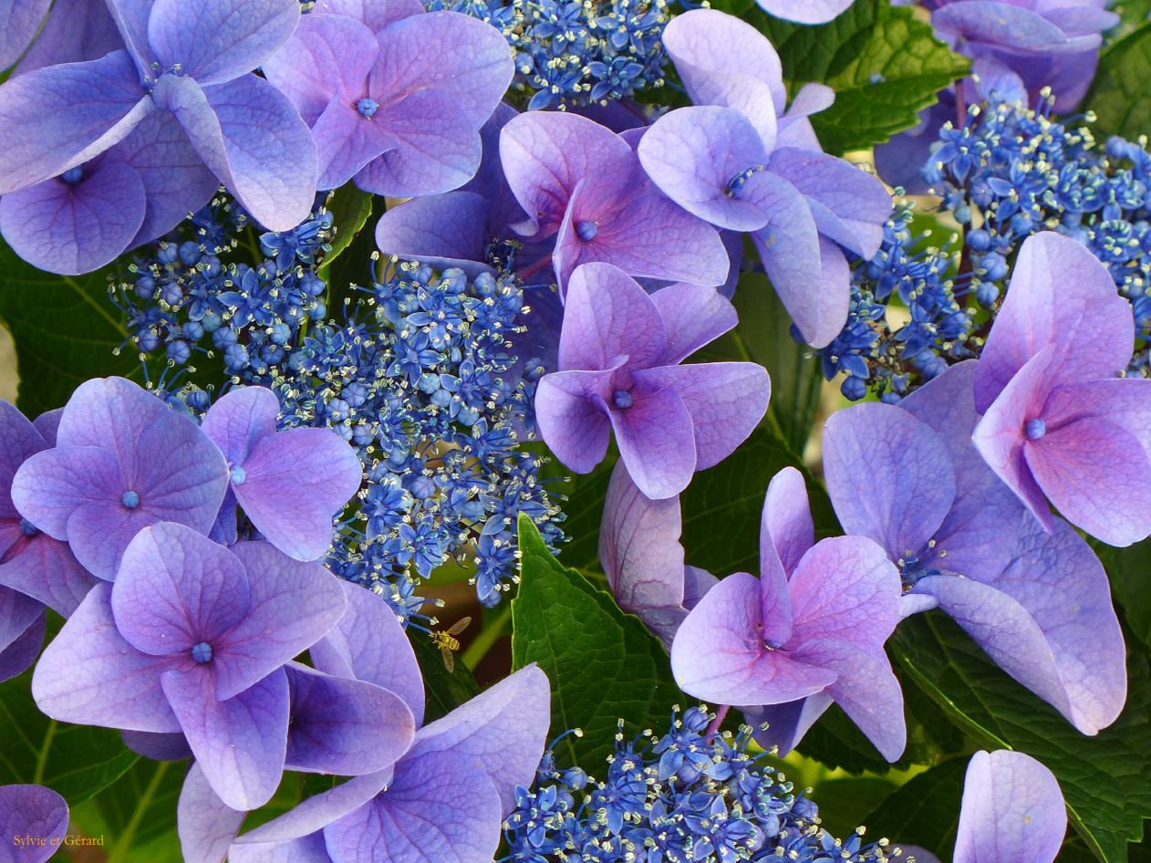 F Osaka Keitakuen garden 4 