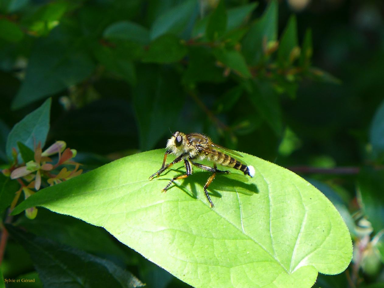 F Osaka le château et ses environs 8 