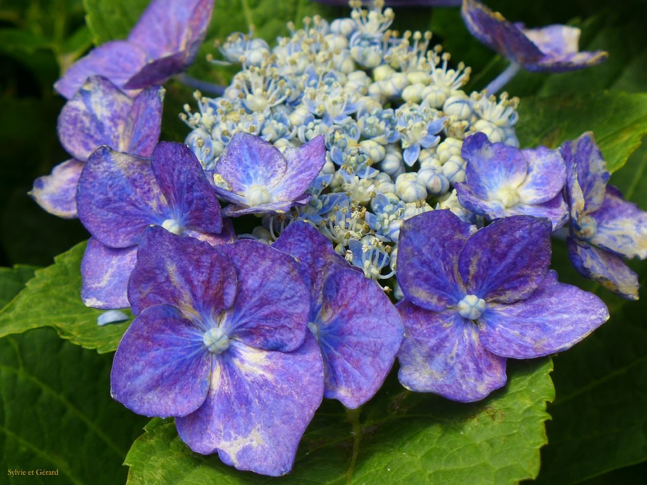 F Osaka Namba Yasaka 2 