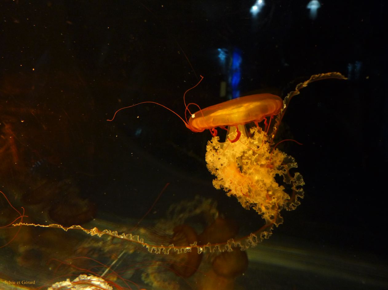F Osaka vers l'Aquarium 7 méduse