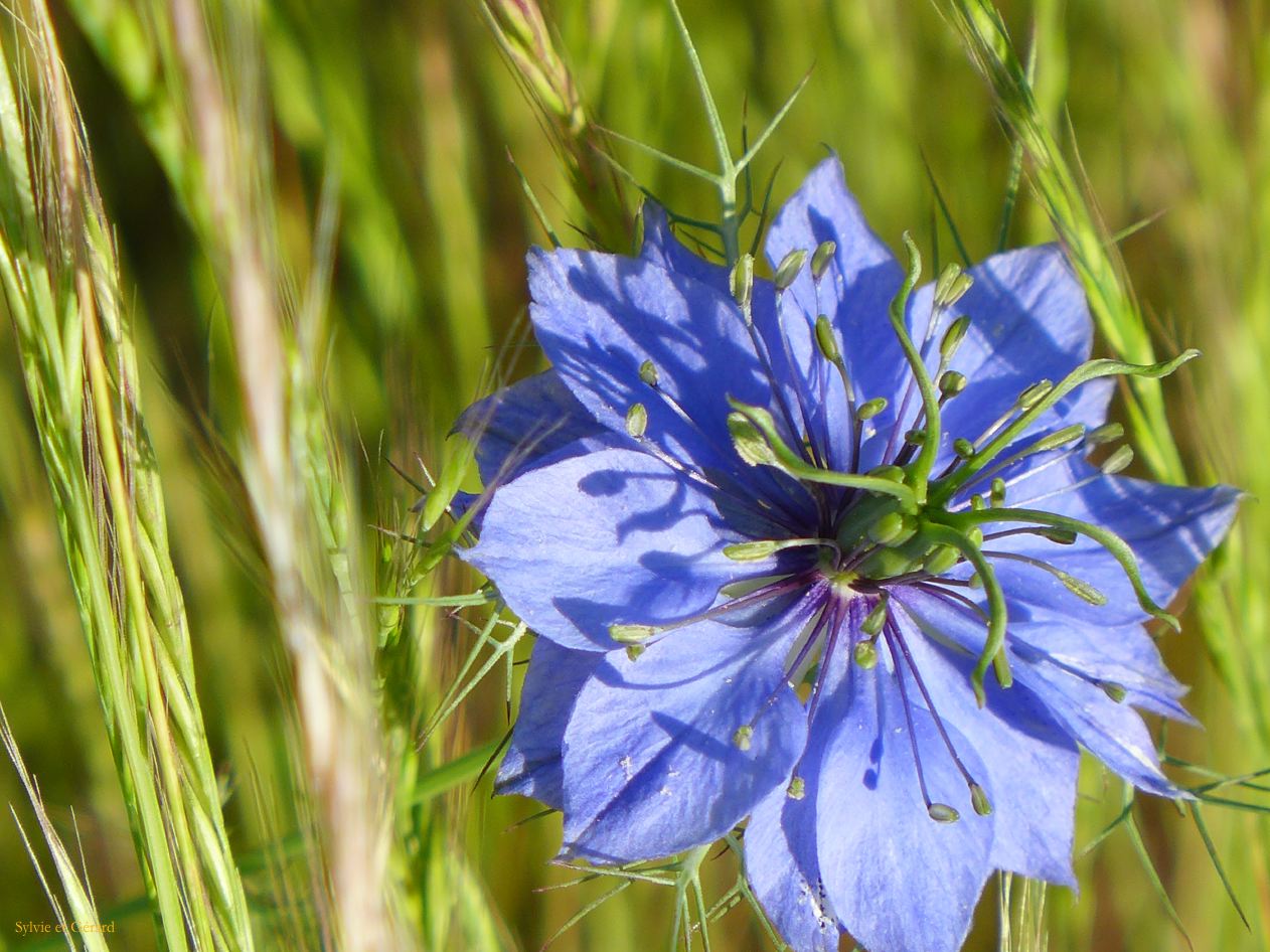 B à Kudoyama 12 nigel