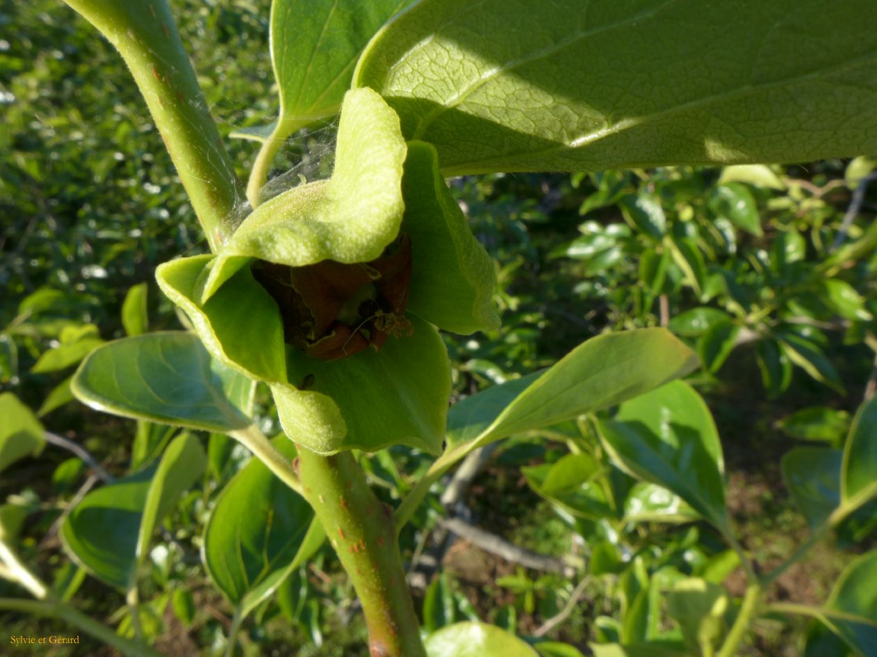 B à Kudoyama 13 kaki