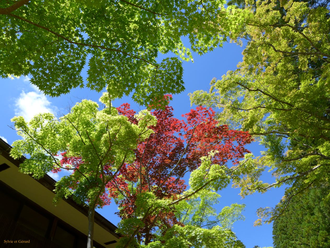 B Koyasan 3 Danjo Garan érables de couleur