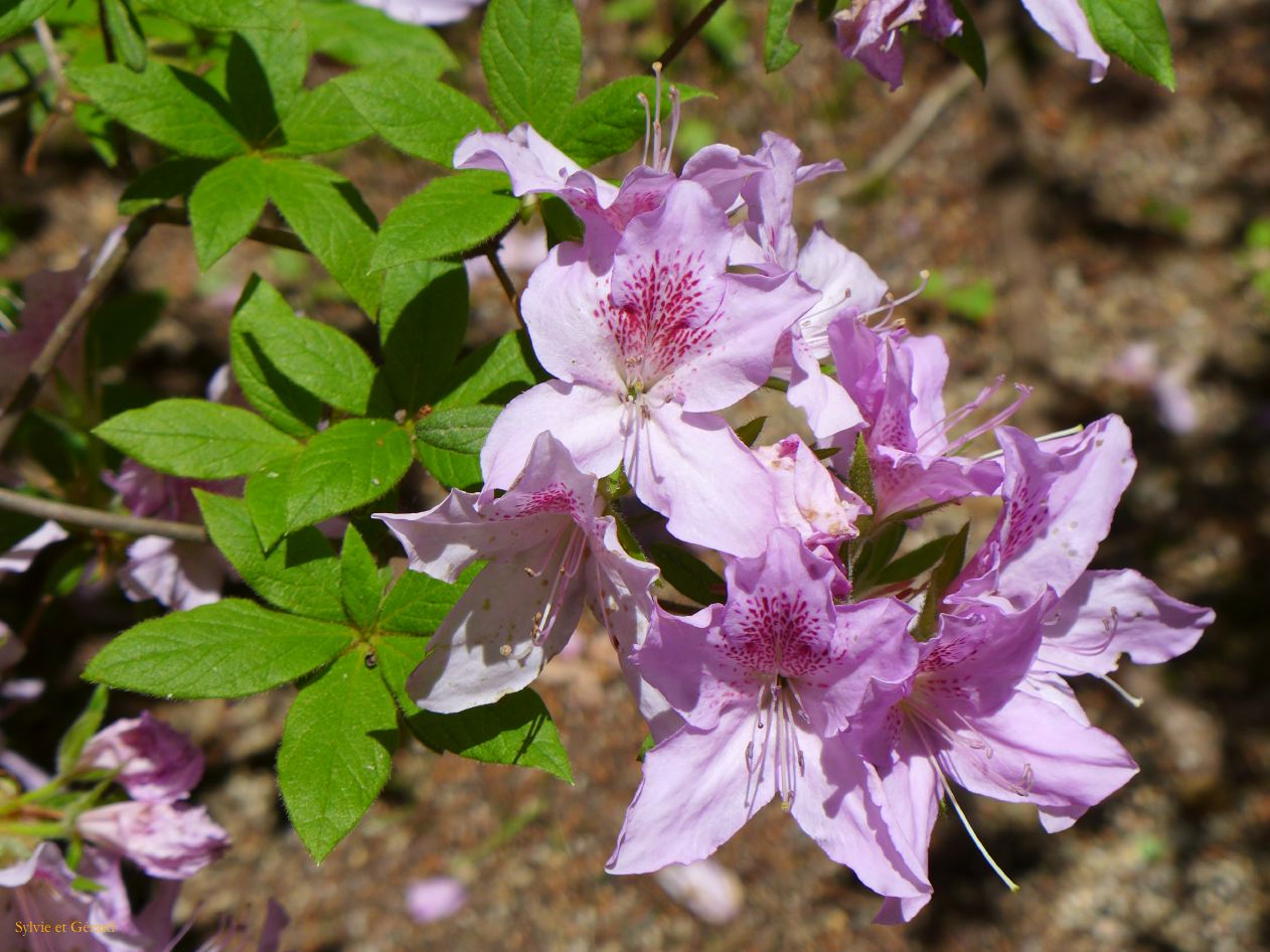 B Koyasan 15 Danjo Garan 