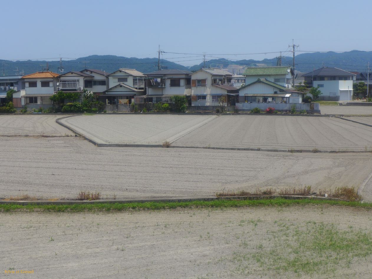 C Wakayama à Kii Tanabe en train prochainement des rizières