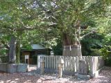 D Shingu 3 Nagi no ki vieux de 800 ans