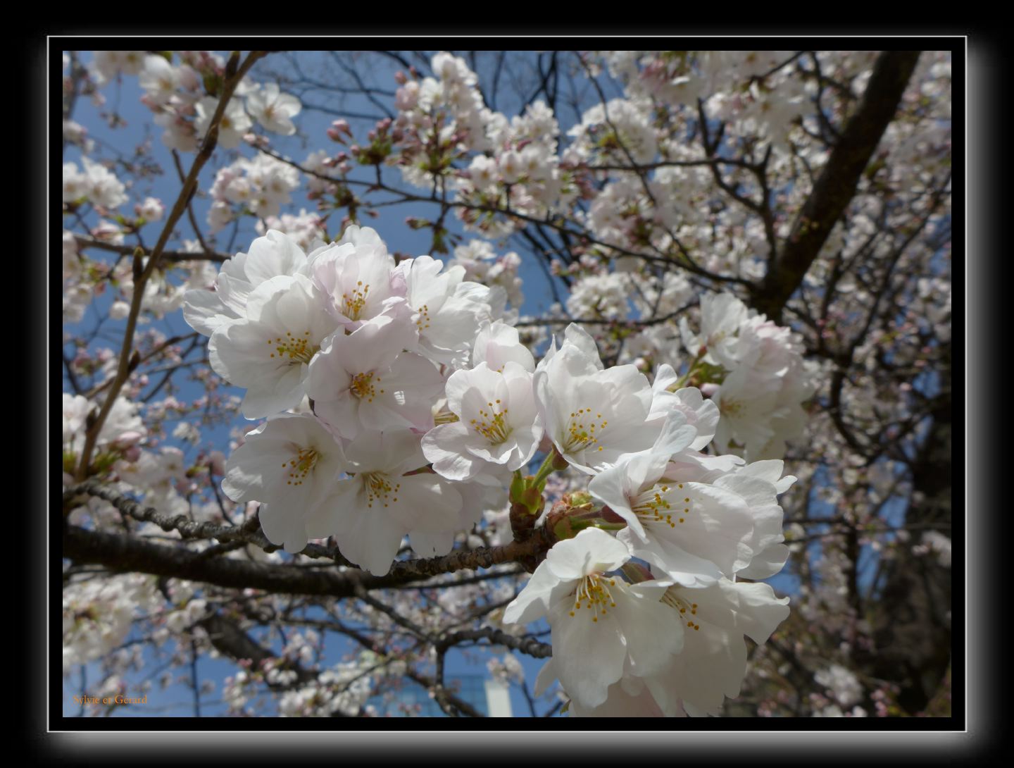 000 Sakura dans le Kansai