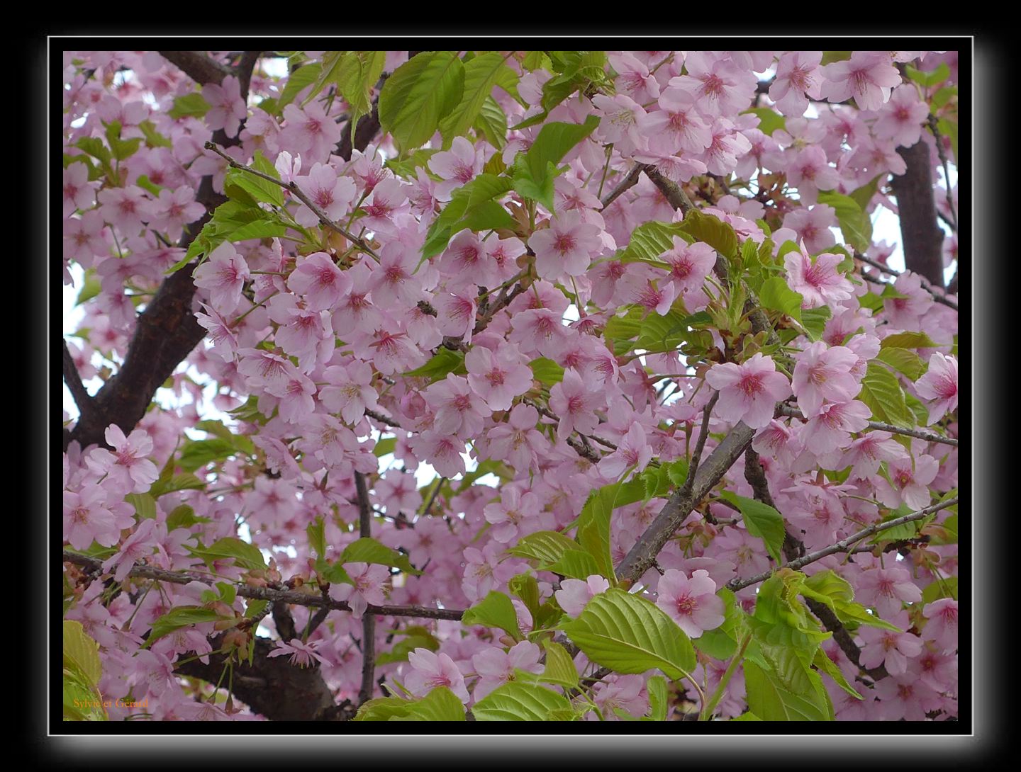 101 Pont dans le Ciel Amano Hashidate 