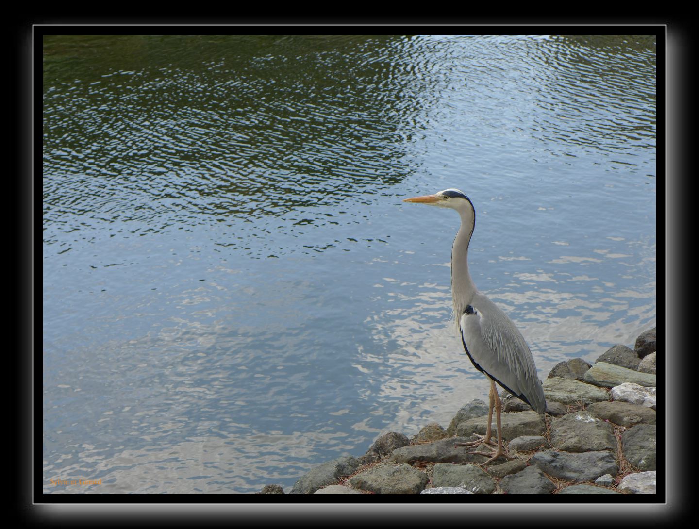 108 Uji  que vois-je, des touristes