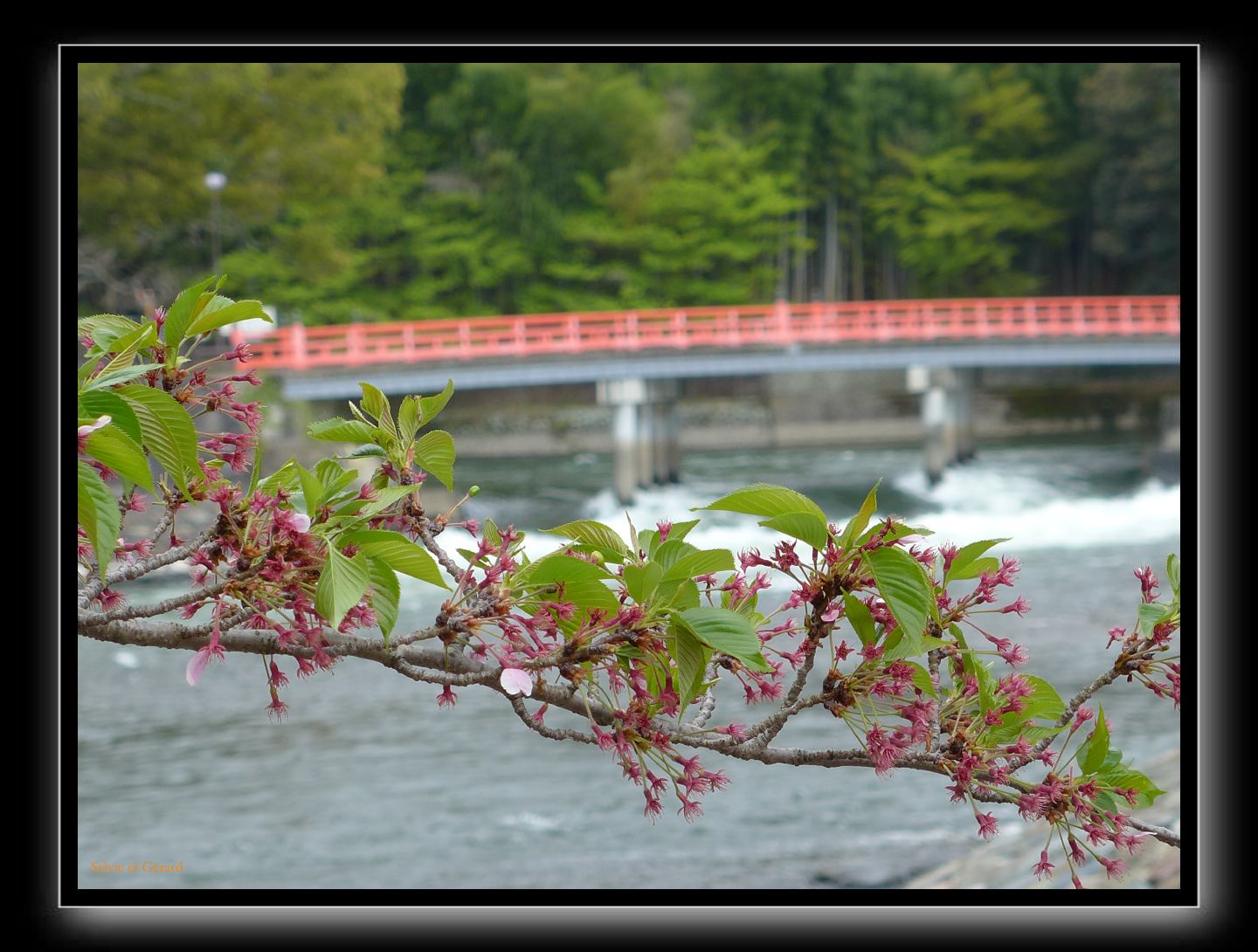 110 Uji  fin de la floraison