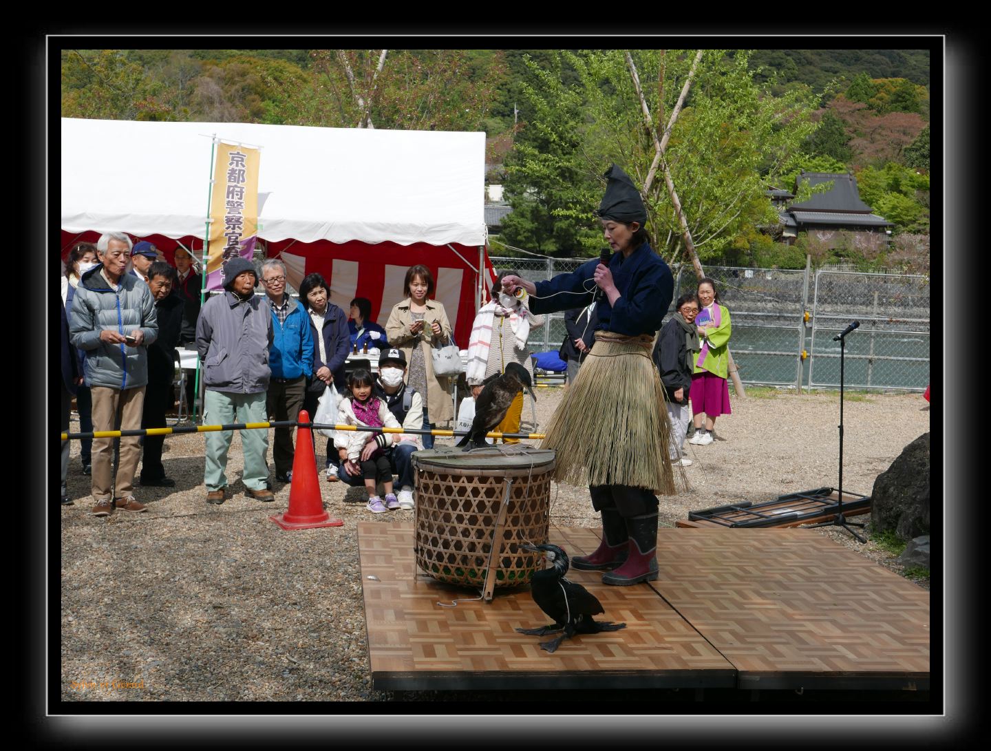118 Uji  démonstration pêche aux cormorans