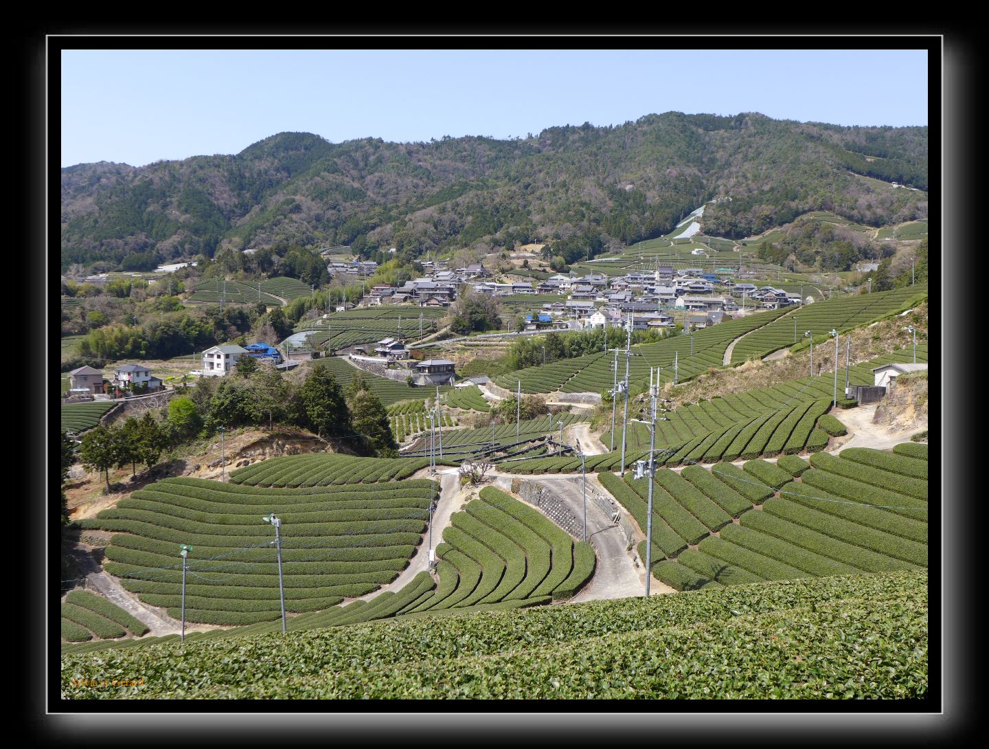 127 Wazuka et ses plantations de thé  