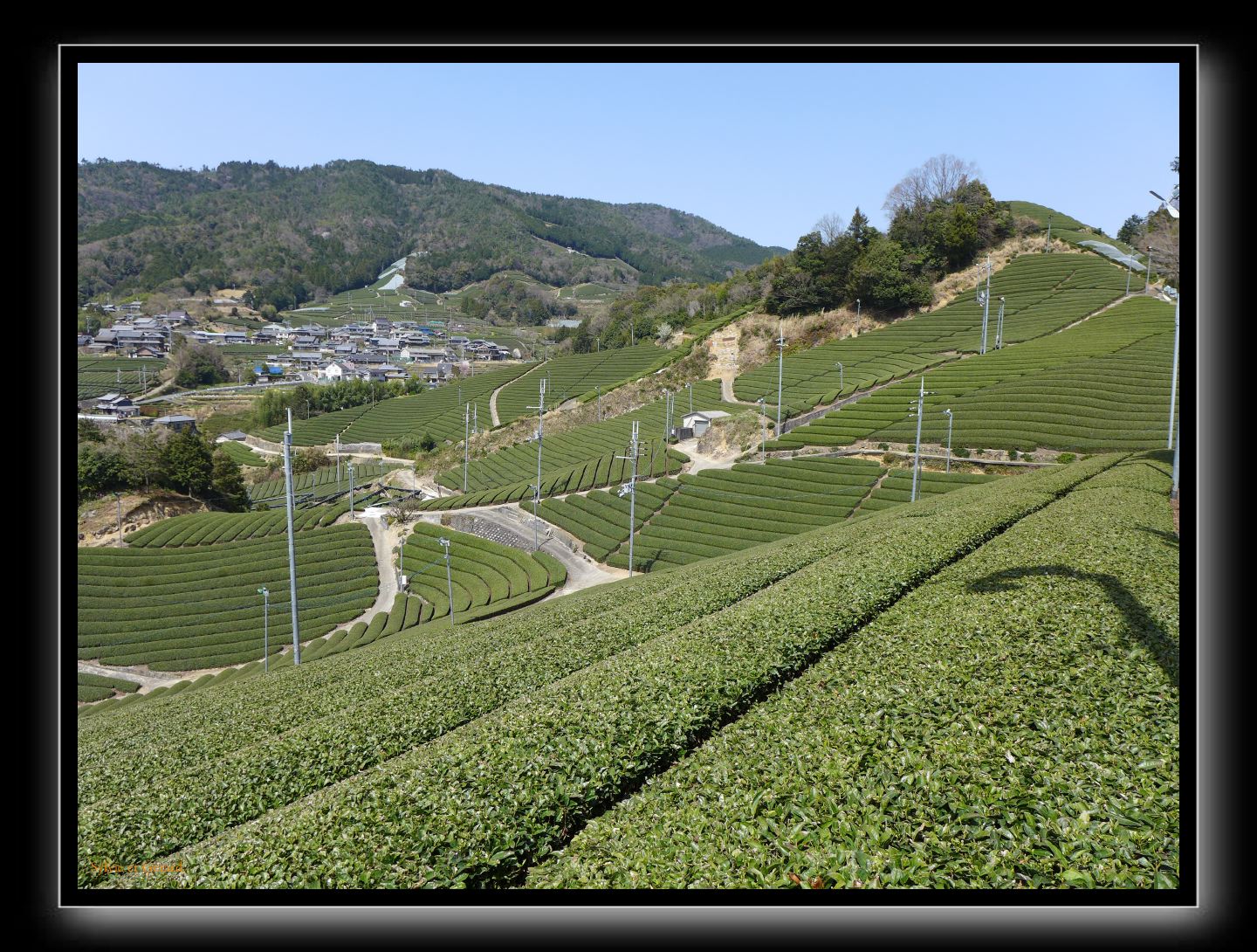 128 Wazuka les plantations de thé 