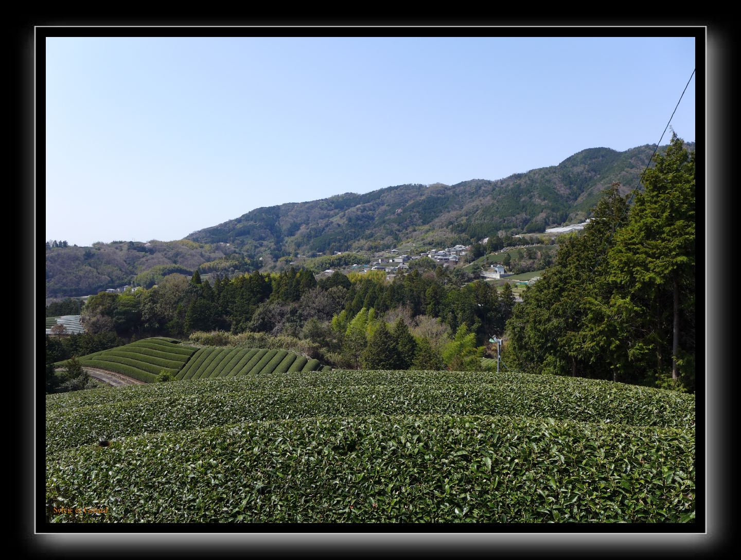 129 Wazuka  les plantations de thé 