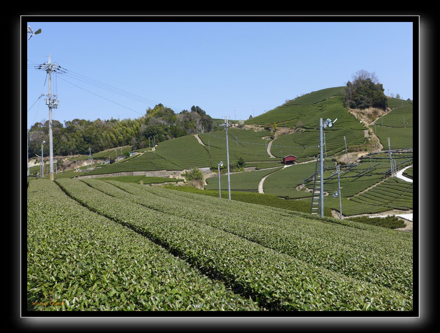 133 Wazuka  les plantations de thé avec les ventilateurs d'air 