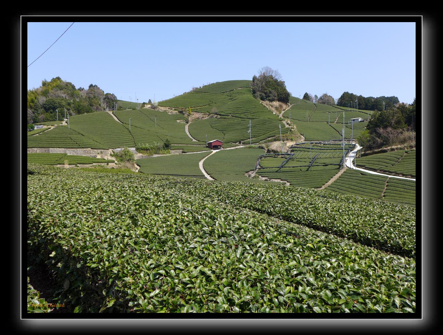 134 Wazuka  les plantations de thé 