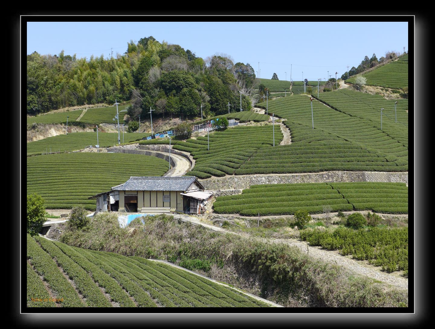 135 Wazuka  les plantations de thé 