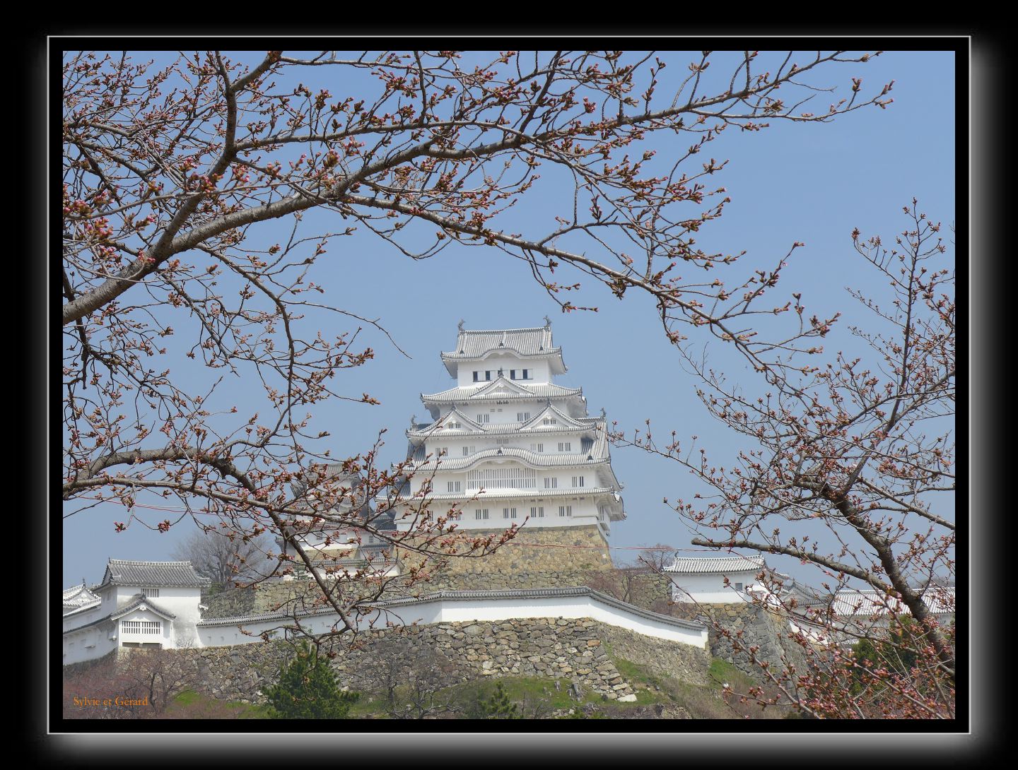 144 Himeji  fleurs de cerisiers en boutons
