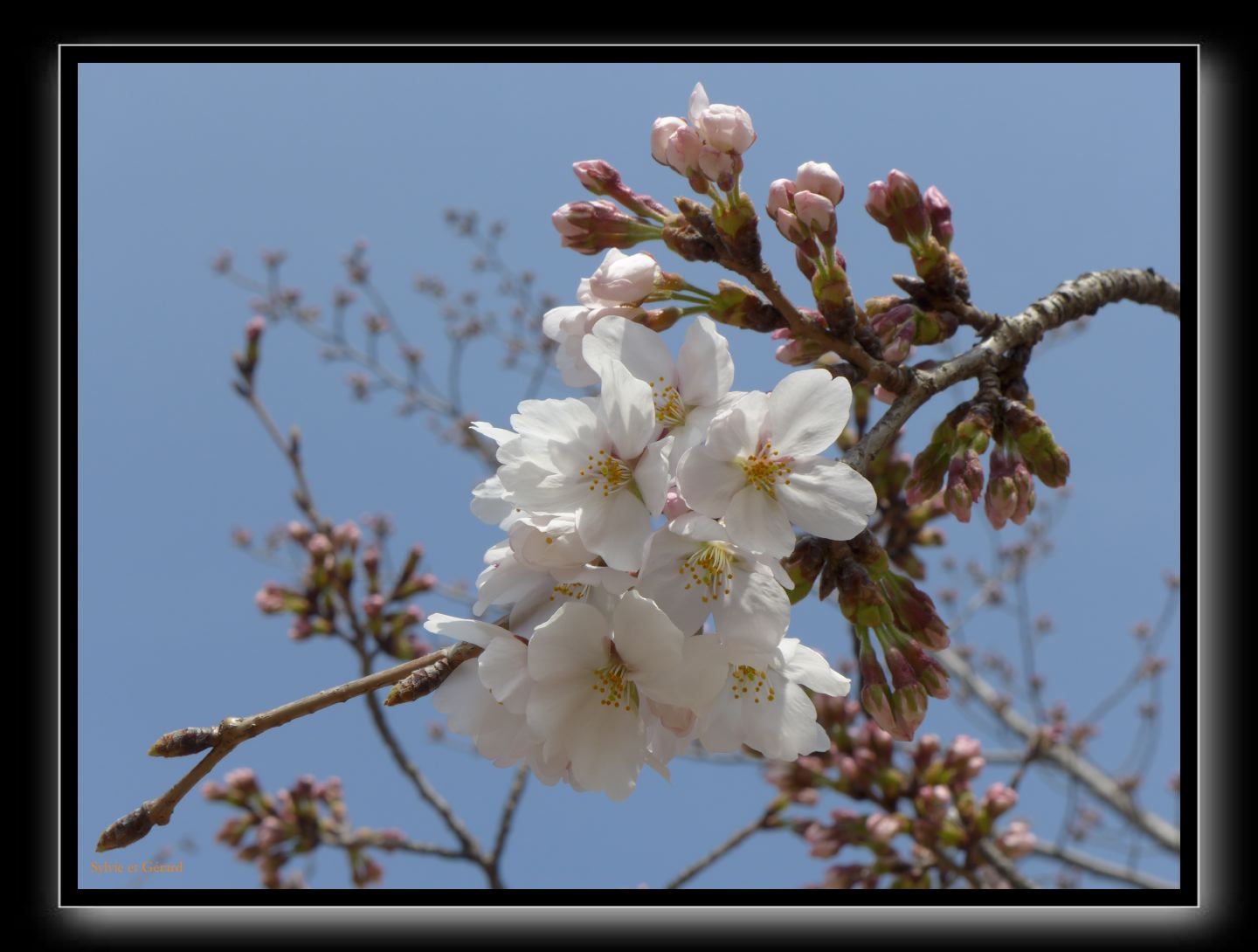 145 Himeji fleurs et boutons