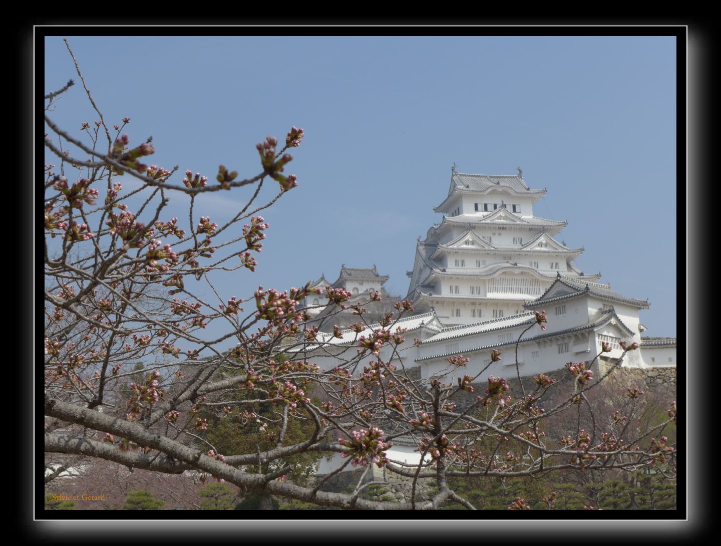 146 Himeji le héron blanc construit en 1609 l'un des 12 derniers châteaux en bois