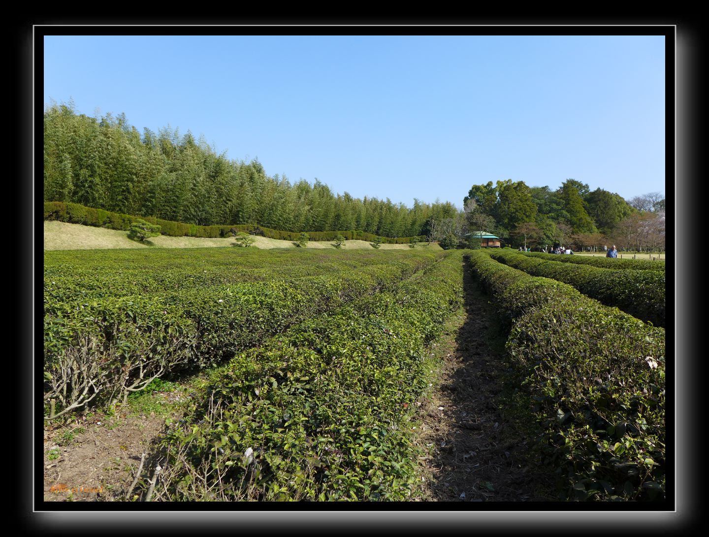 178 Okayama jardin Koraku-en 