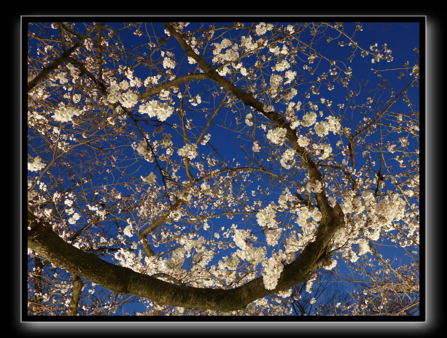 017 Osaka le chateau 