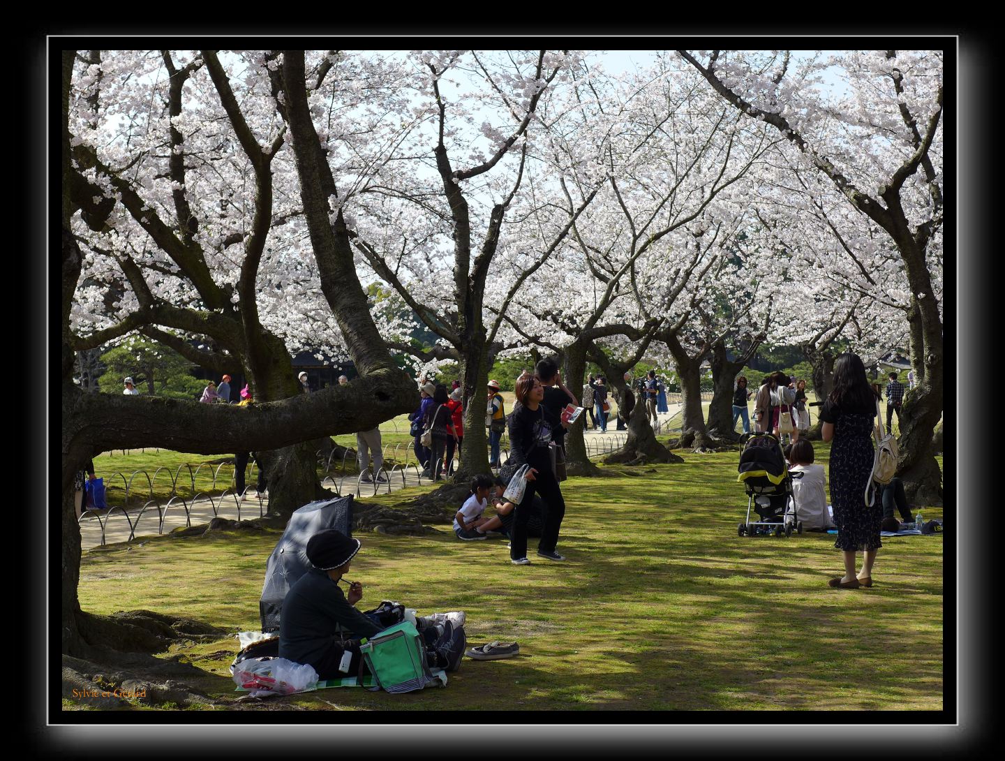 181 Okayama jardin Koraku-en 
