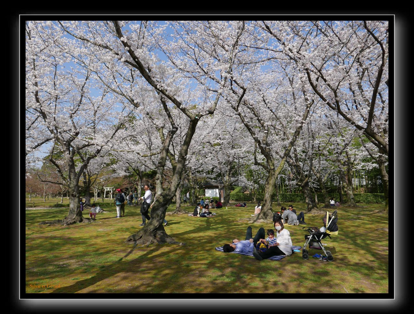 184 Okayama jardin Koraku-en 