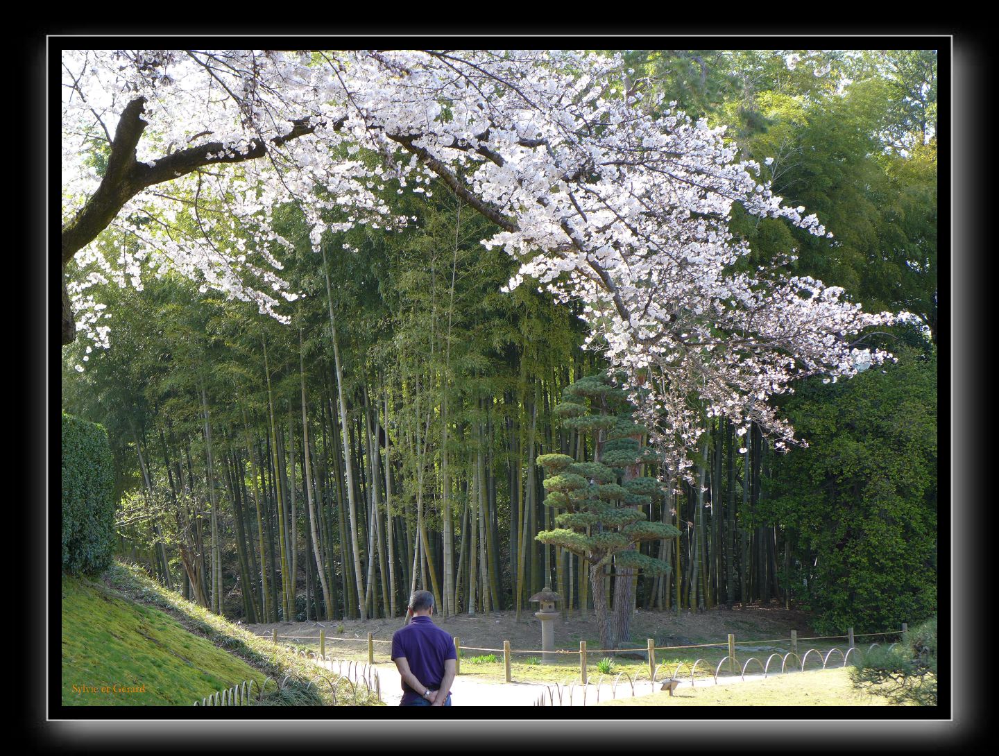 185 Okayama jardin Koraku-en 
